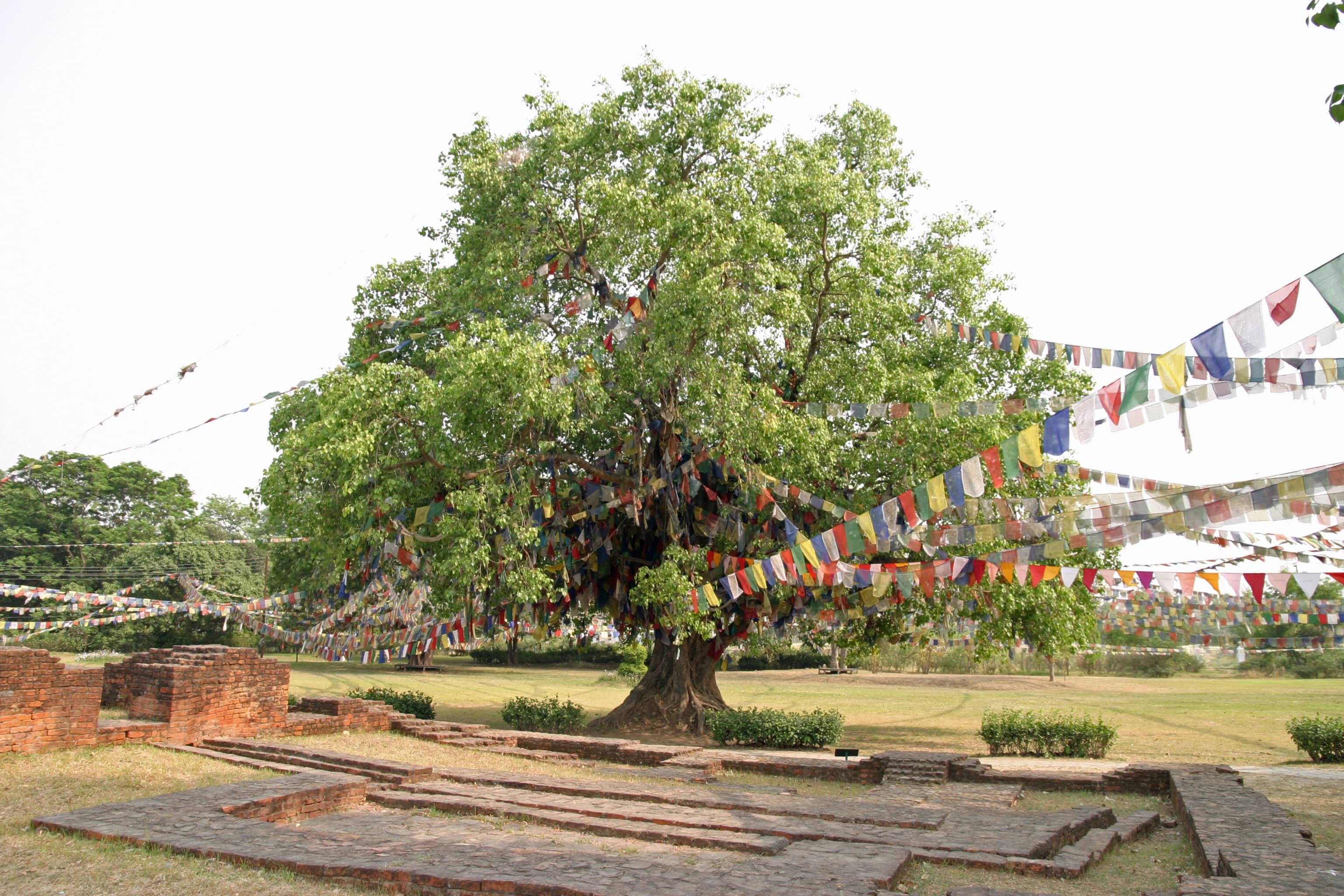 Drzewo Bodhi Banyan blog (5).jpg